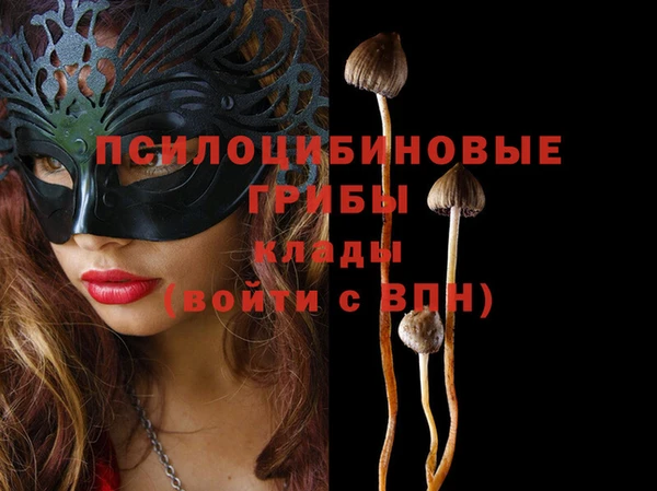 шишки Няндома